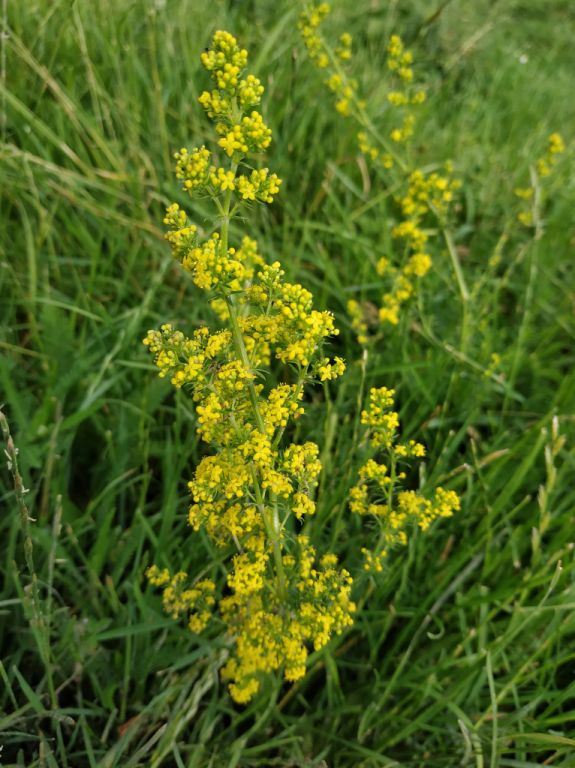 Galium verum L.