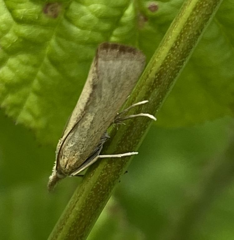 Lepidoptera Linnaeus, 1758