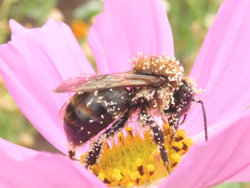Apoidea
