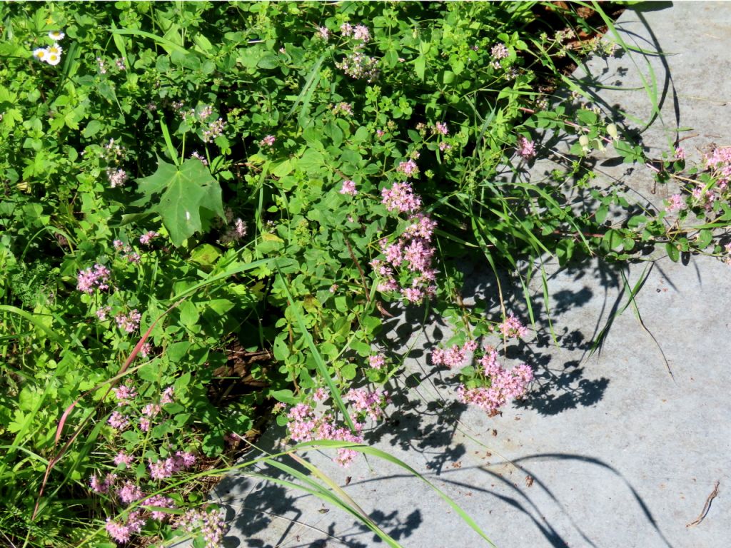 Origanum vulgare L.