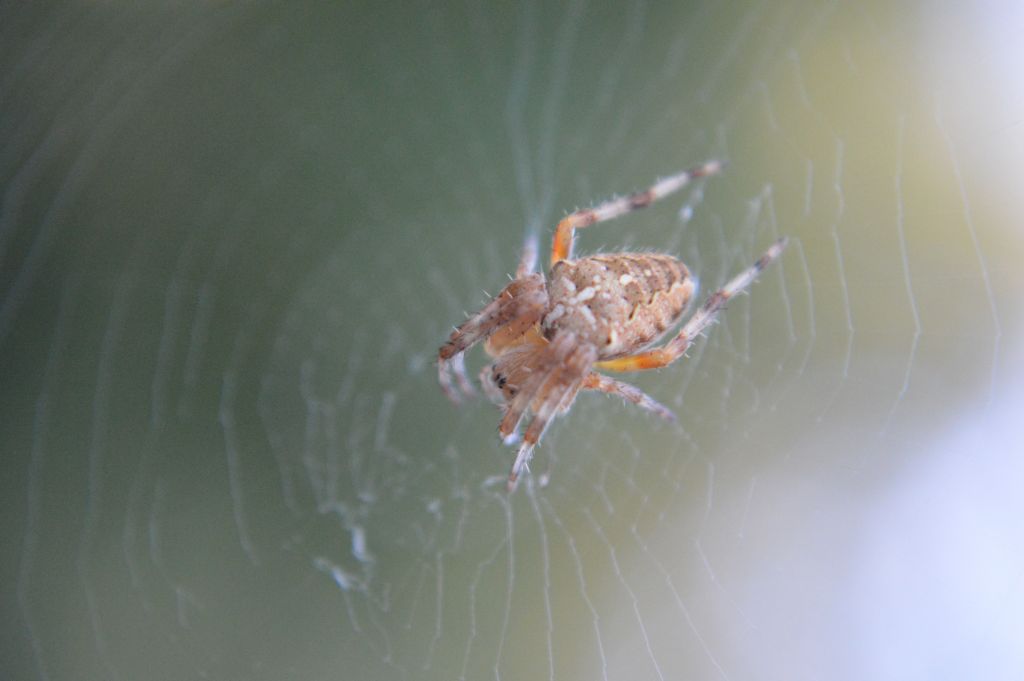 Araneus diadematus Clerck, 1757