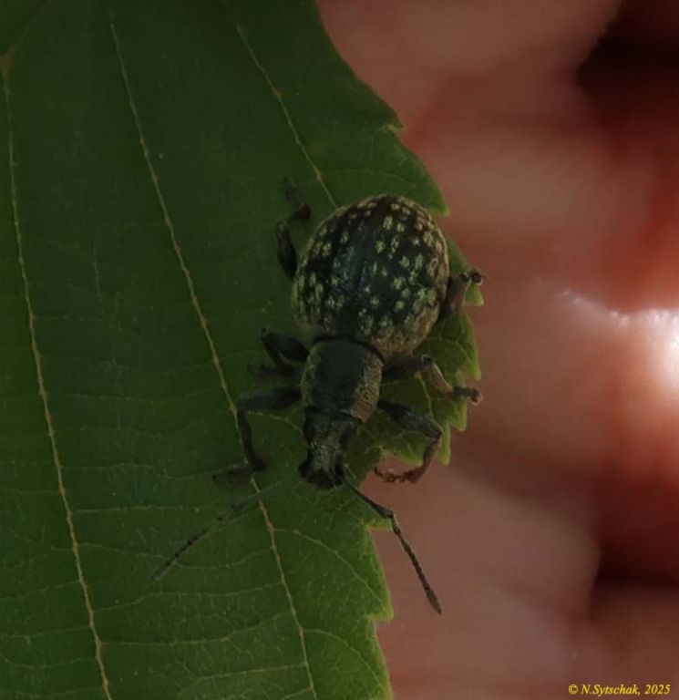 Otiorhynchus (Otiorhynchus) multipunctatus (Fabricius, 1792)