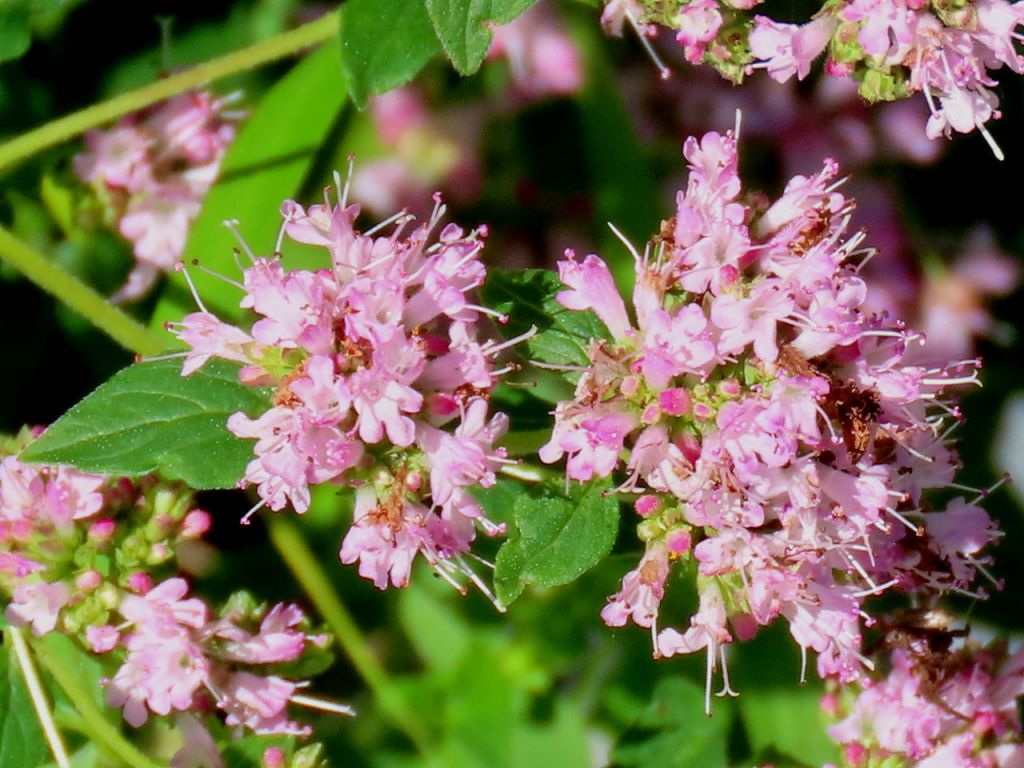 Origanum vulgare L.