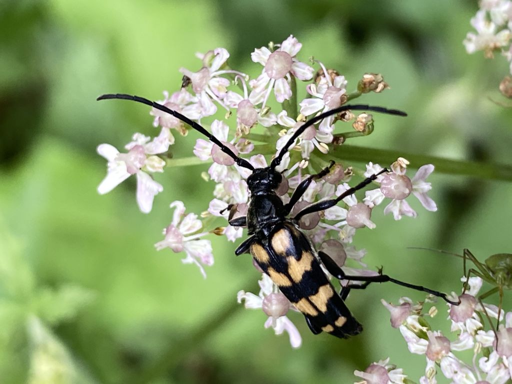 Leptura (Leptura) quadrifasciata Linnaeus, 1758