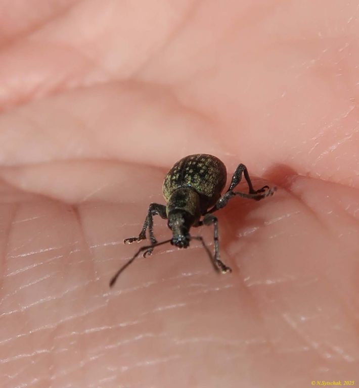 Otiorhynchus (Otiorhynchus) multipunctatus (Fabricius, 1792)