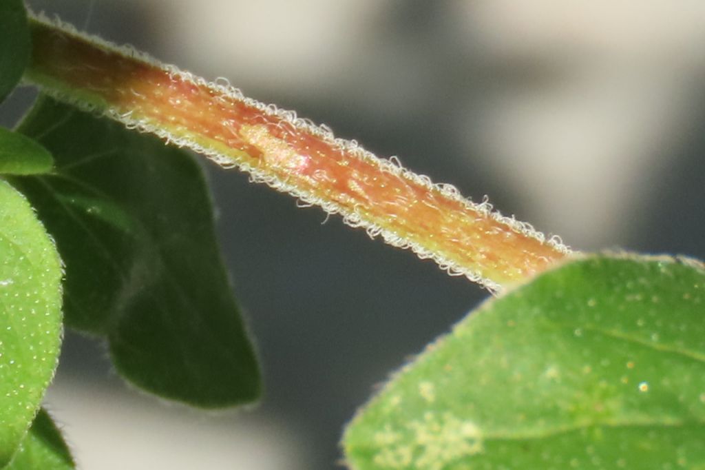 Origanum vulgare L.