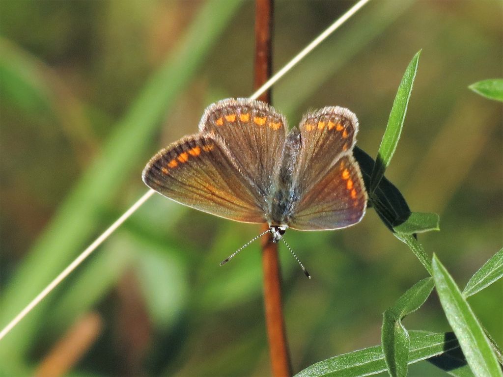 Polyommatus icarus (Rottemburg, 1775)