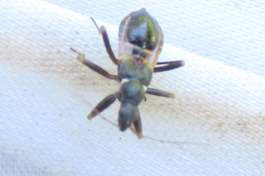 Himacerus (Aptus) mirmicoides (O.Costa, 1834)
