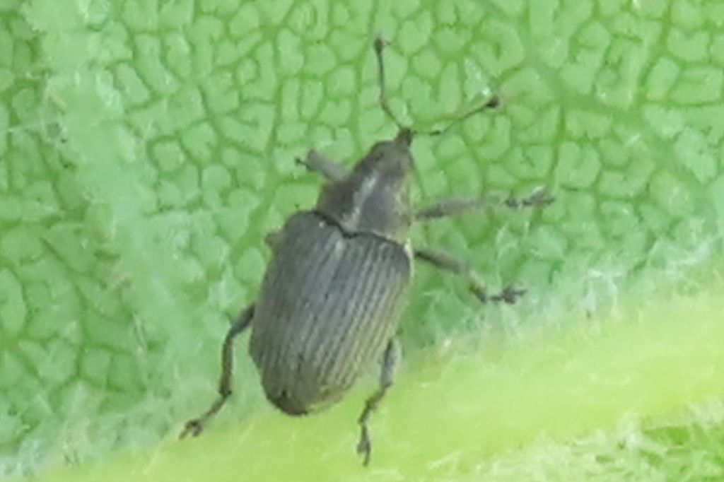 Insecta