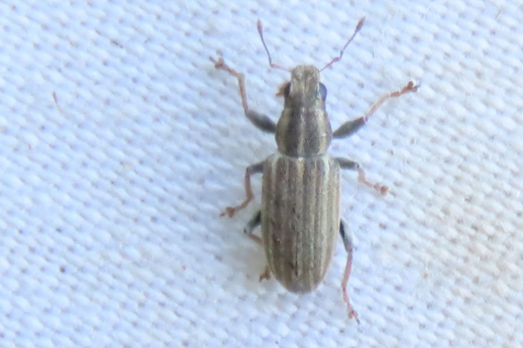 Sitona lineatus (Linnaeus, 1758)
