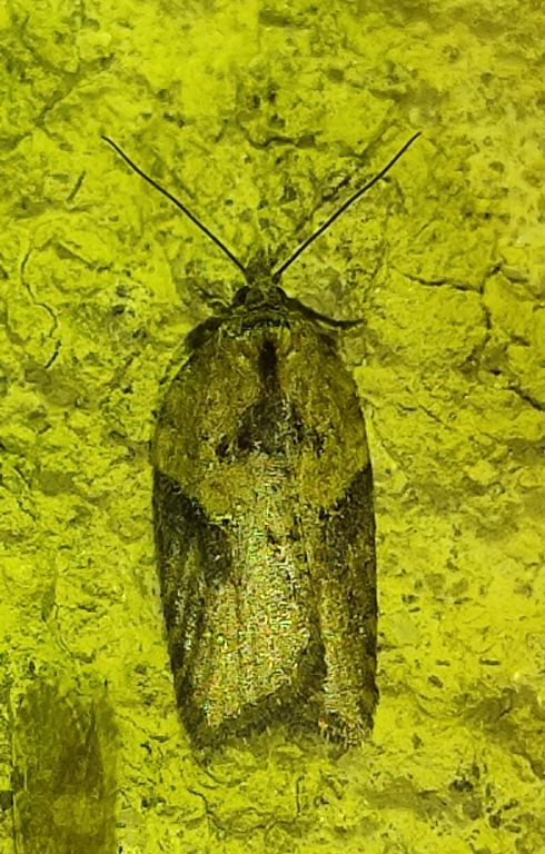 Lepidoptera Linnaeus, 1758