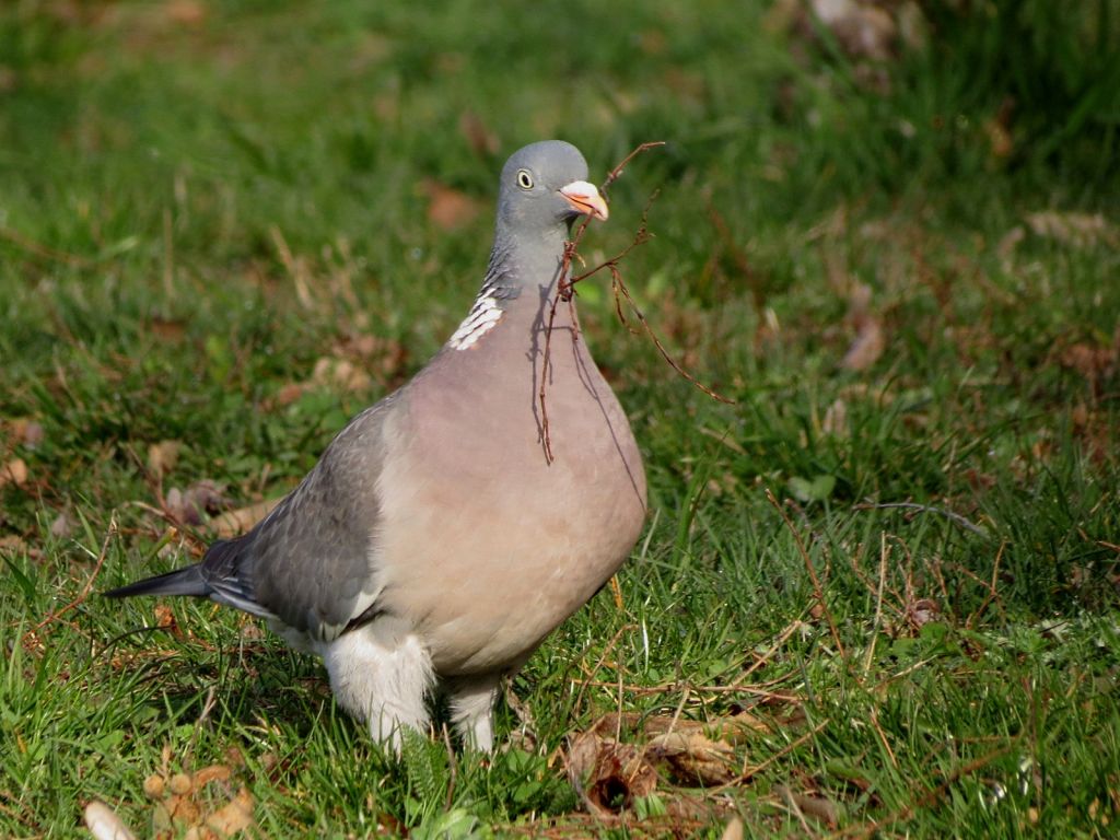 Columba palumbus Linnaeus, 1758