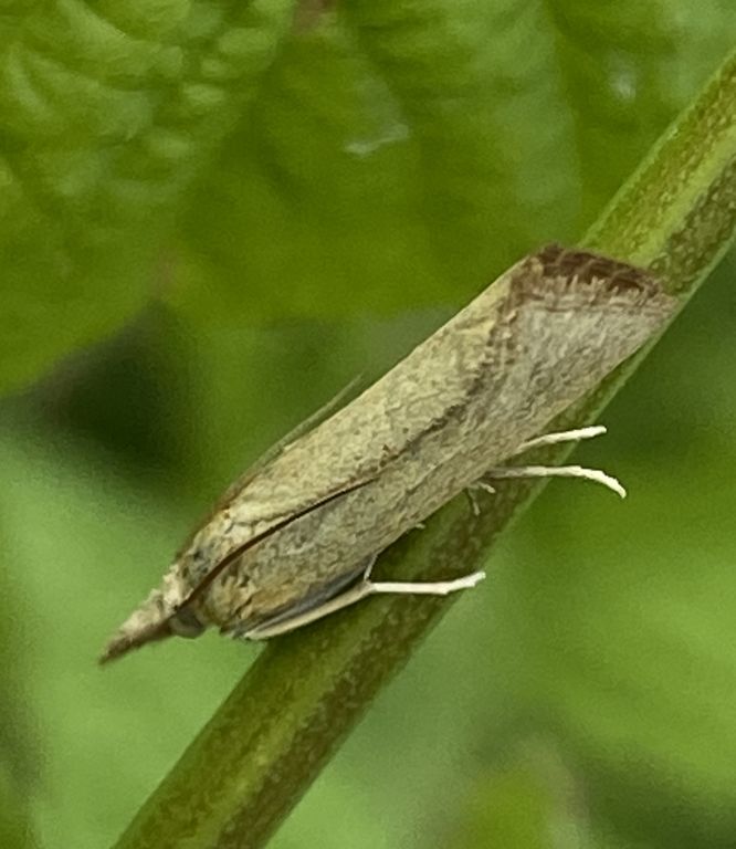 Lepidoptera Linnaeus, 1758