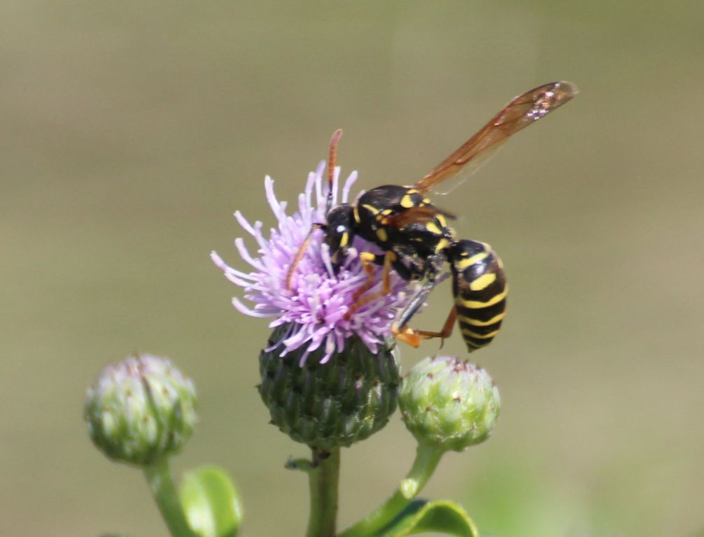 Polistes