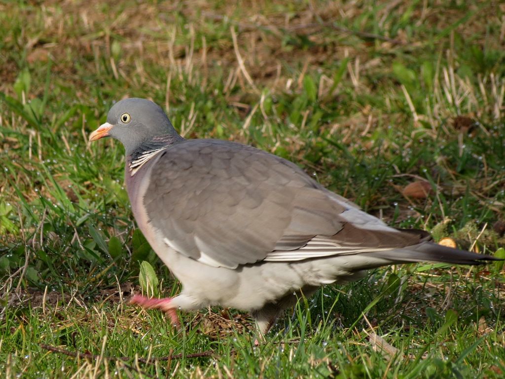 Columba palumbus Linnaeus, 1758