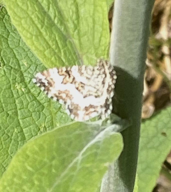 Lepidoptera Linnaeus, 1758