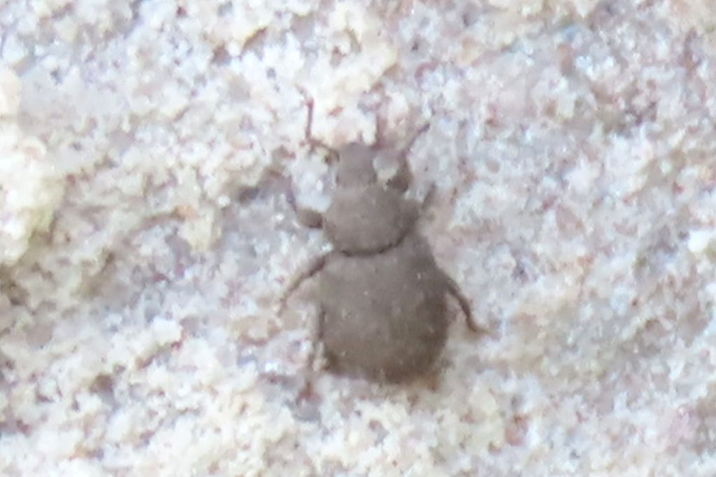 Insecta