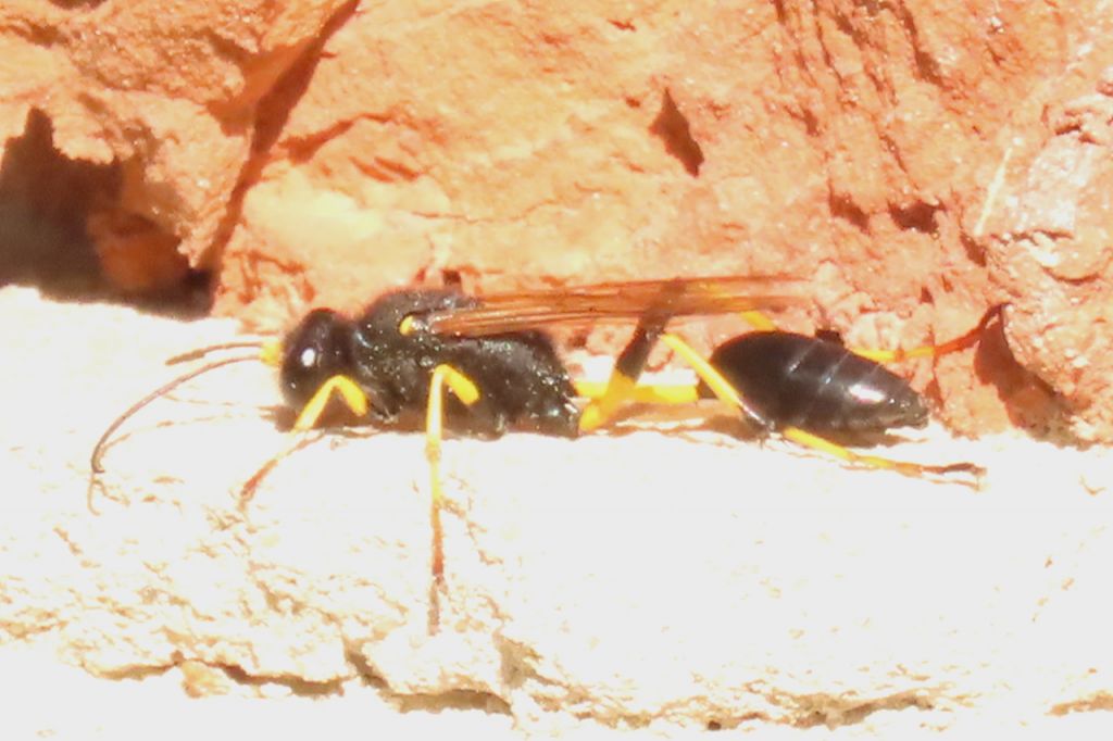 Sceliphron destillatorium (Illiger, 1807)