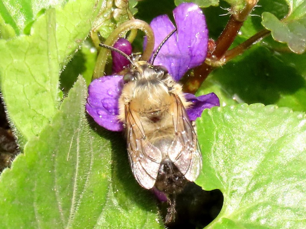 Apoidea