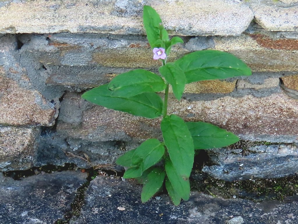 Epilobium L.