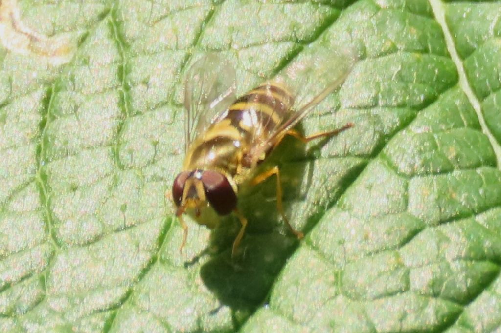 Syrphus ribesii (Linnaeus, 1758)