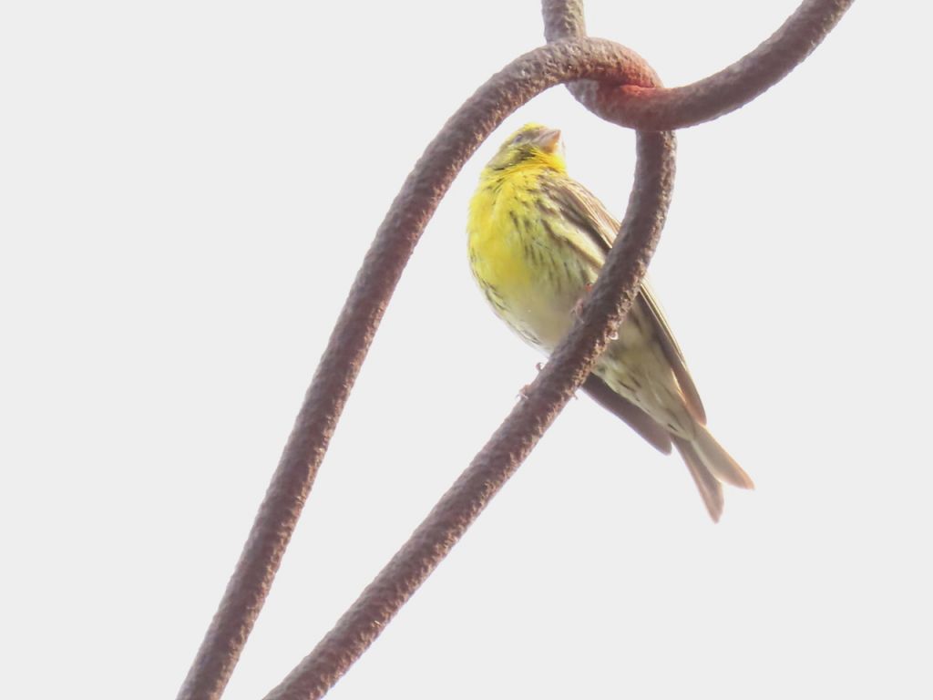 Serinus serinus (Linnaeus, 1766)
