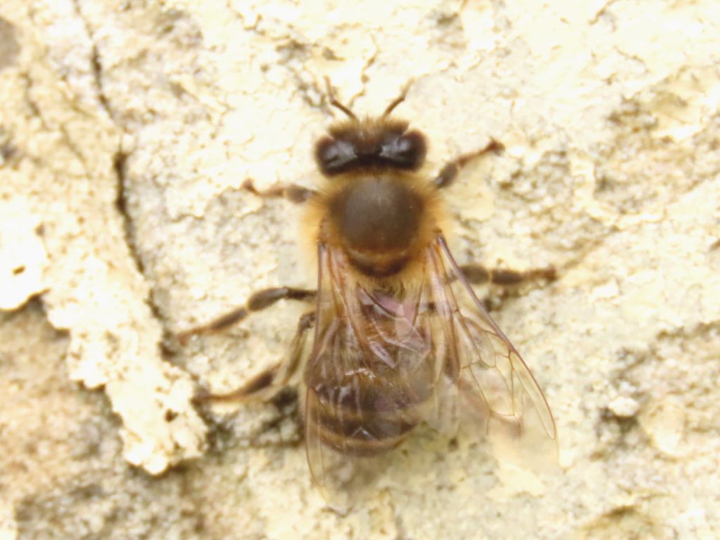 Apoidea