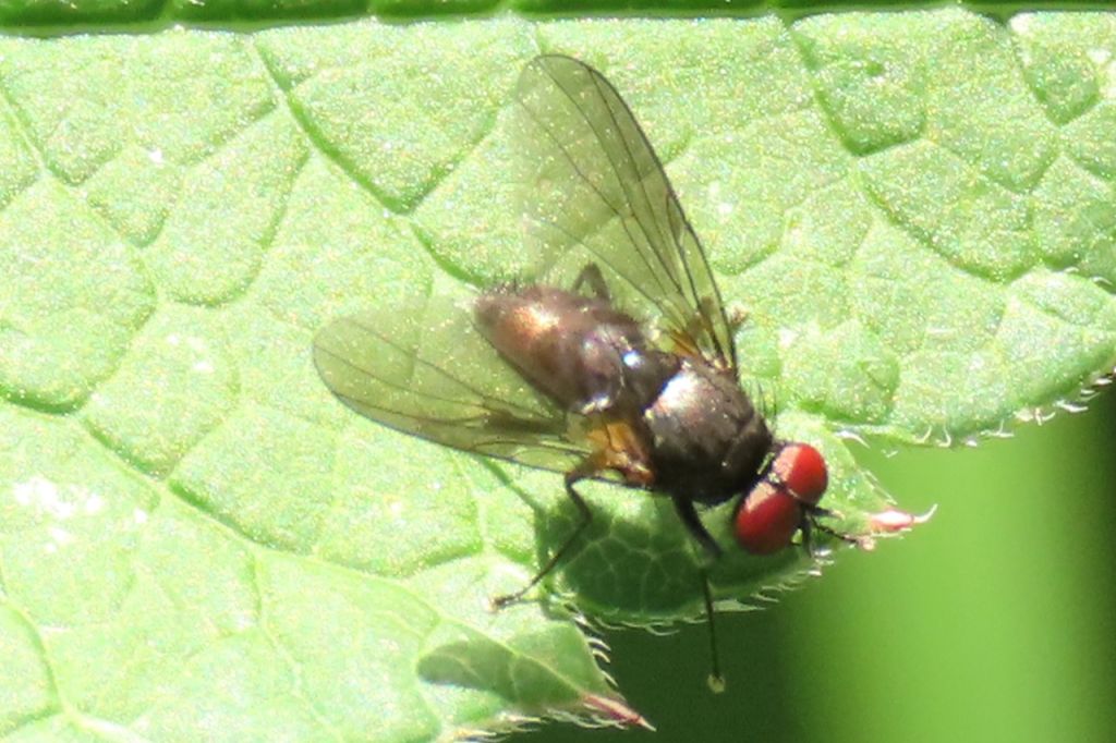 Insecta