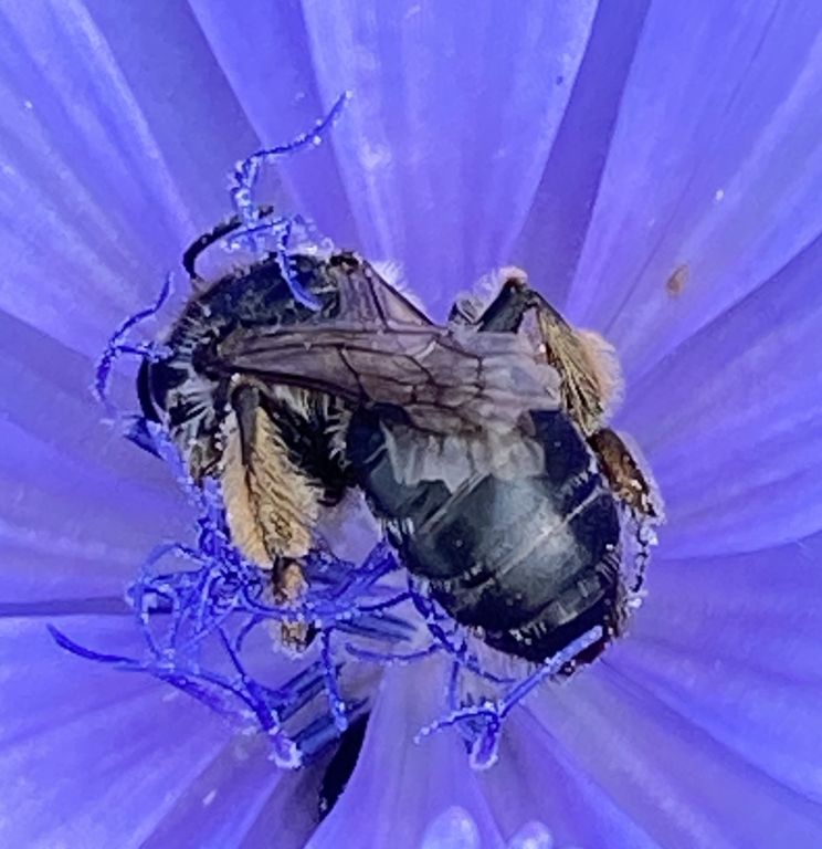 Apoidea