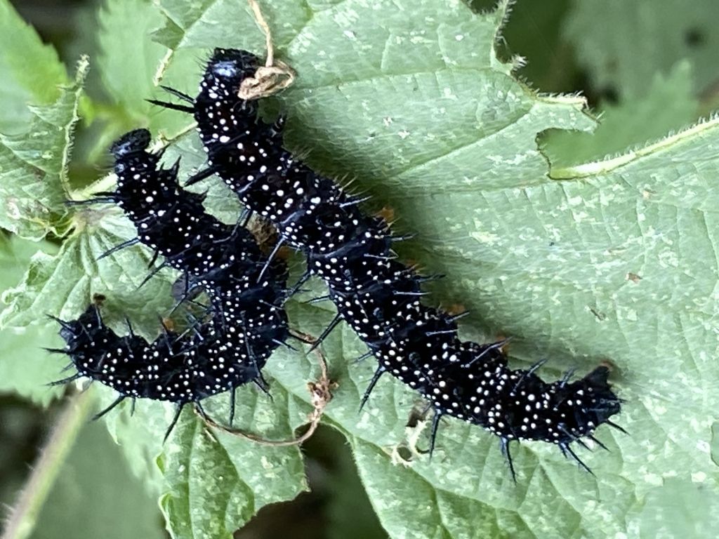 Aglais io (Linnaeus, 1758)