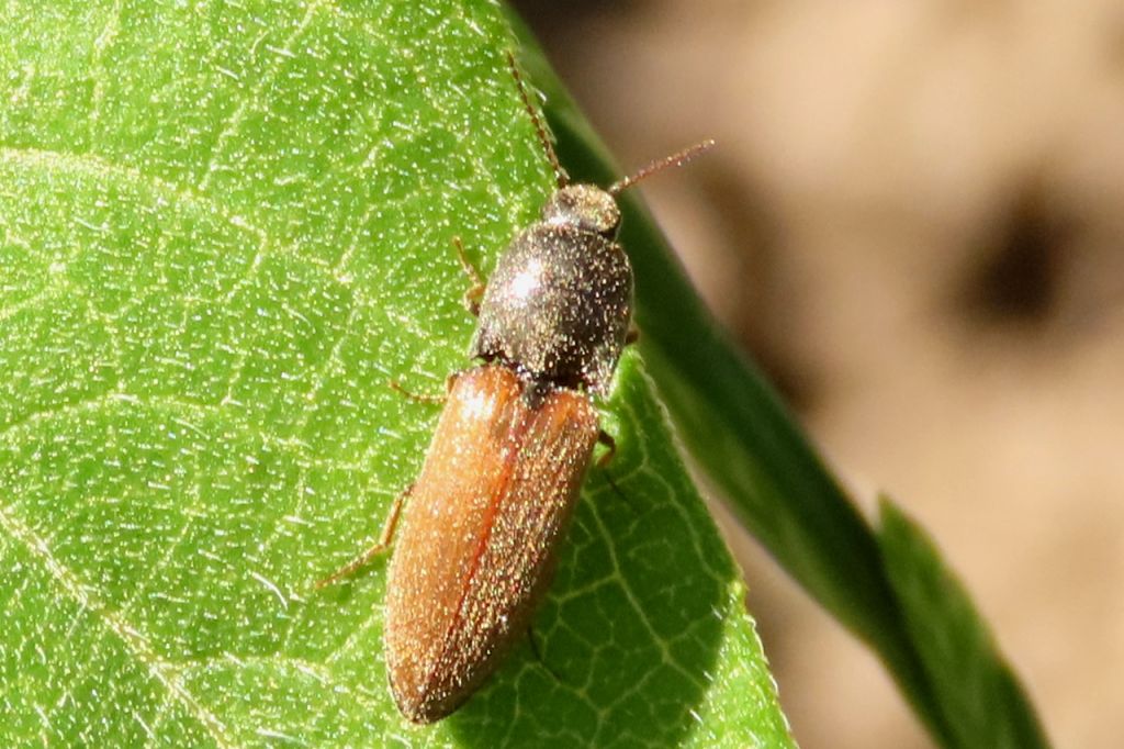 Insecta
