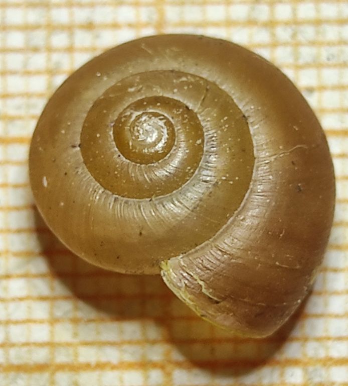 Fruticicola fruticum (Müller, 1774)