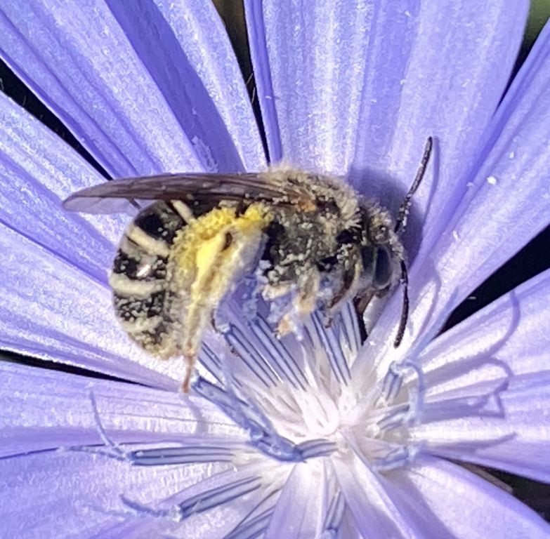 Apoidea