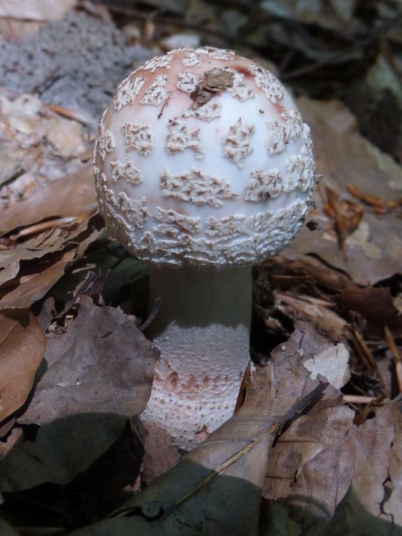 Fungi