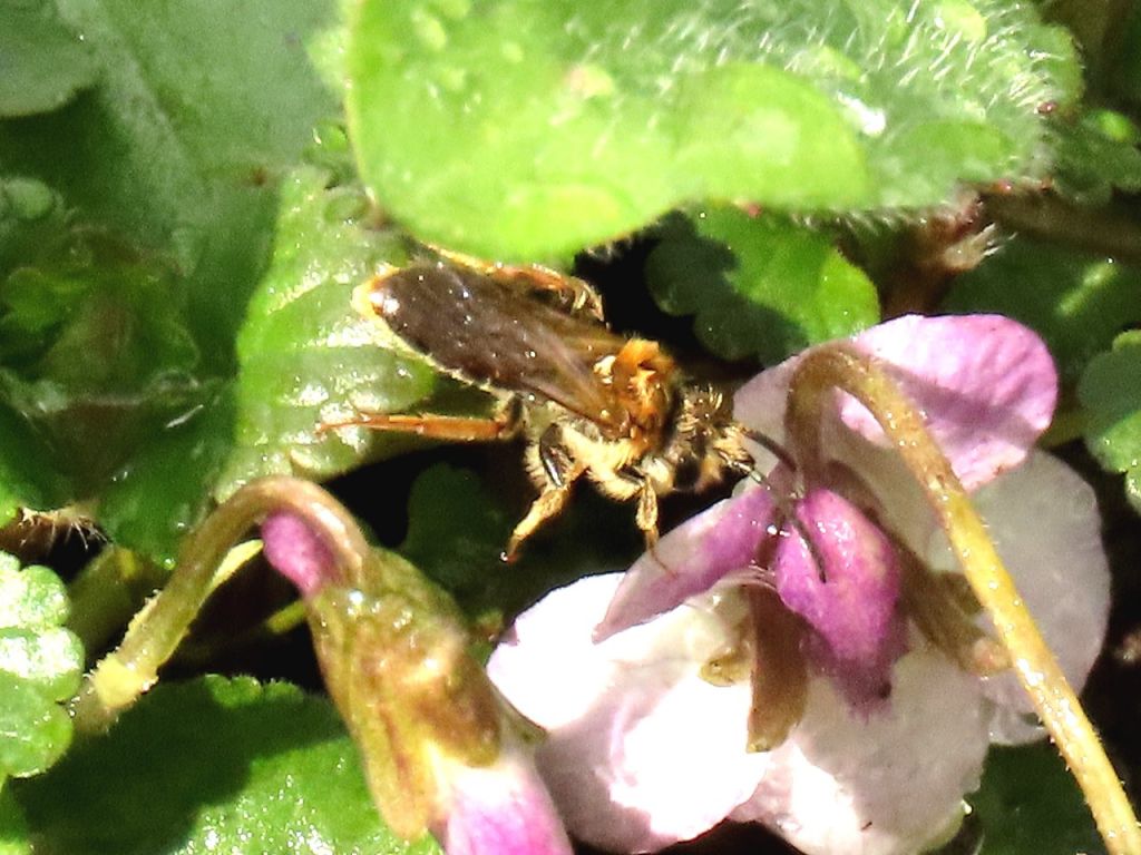 Apoidea