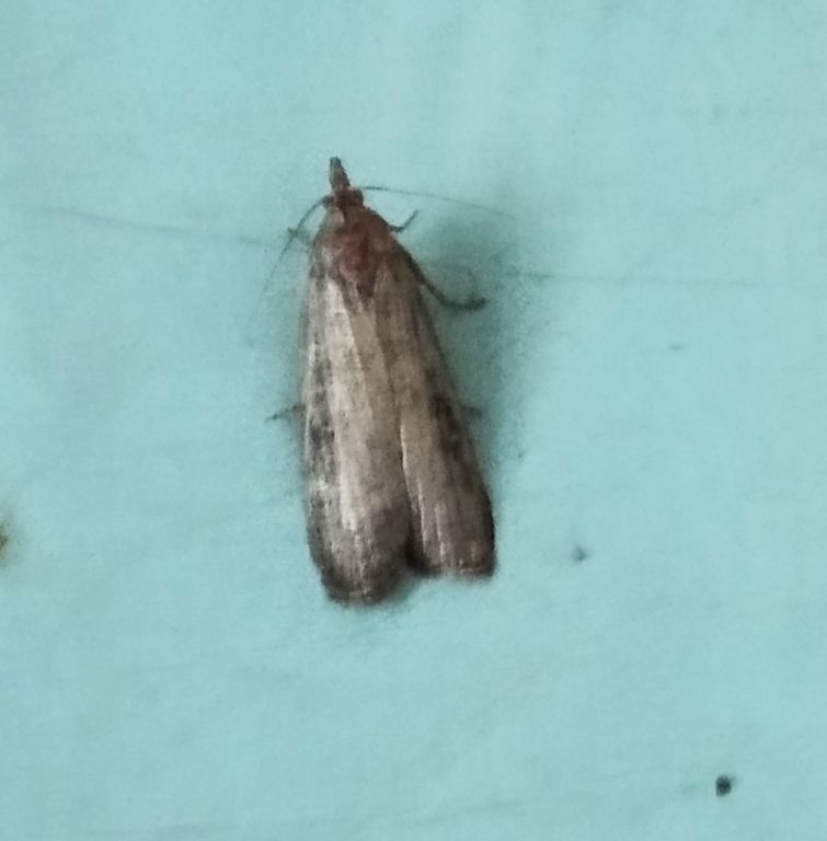 Lepidoptera Linnaeus, 1758