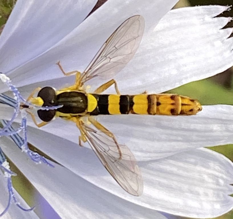 Sphaerophoria scripta (Linnaeus, 1758)