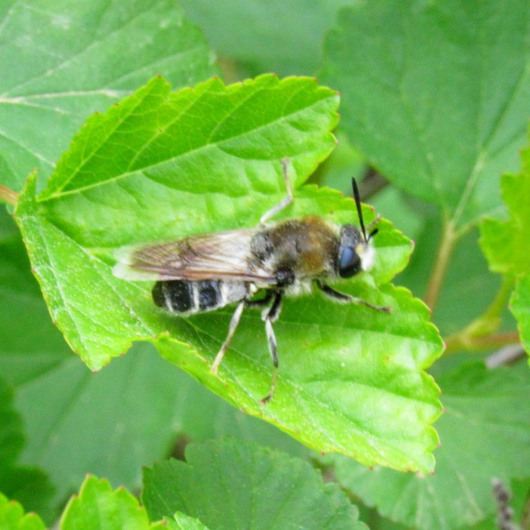 Apoidea