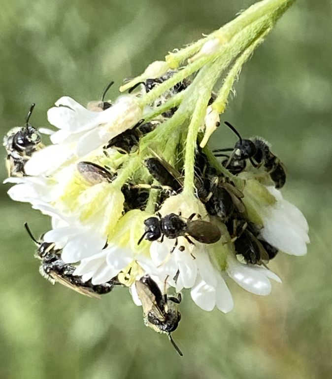 Apoidea