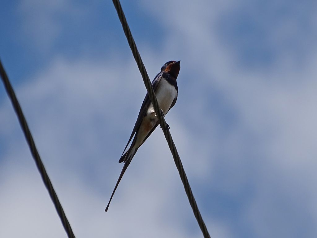 Hirundo rustica Linnaeus, 1758