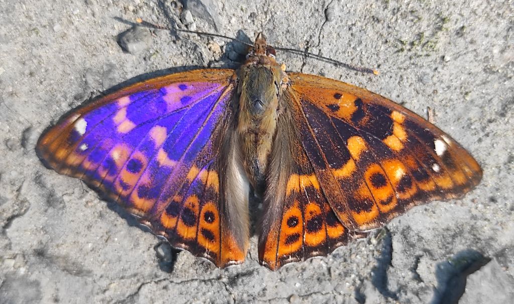 Apatura ilia (Denis & Schiffermüller, 1775)