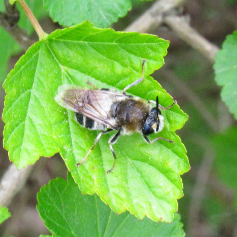 Apoidea
