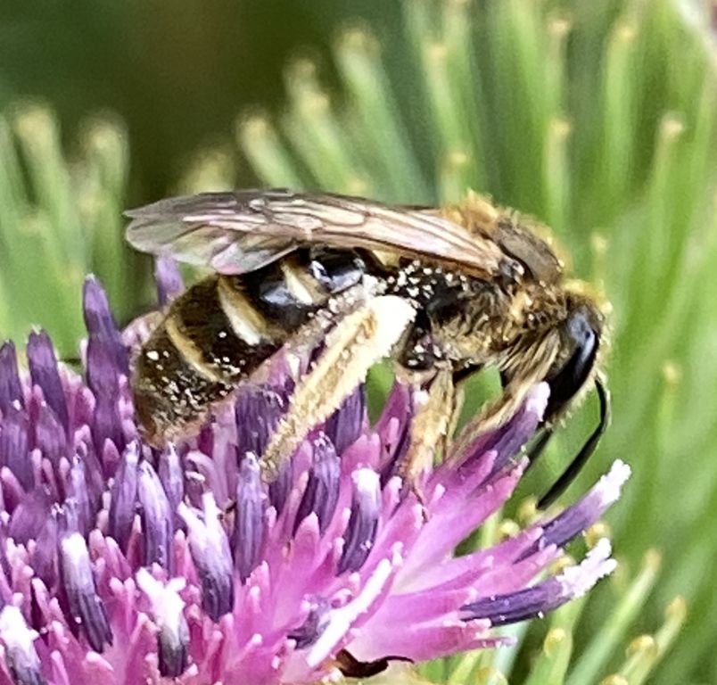 Apoidea