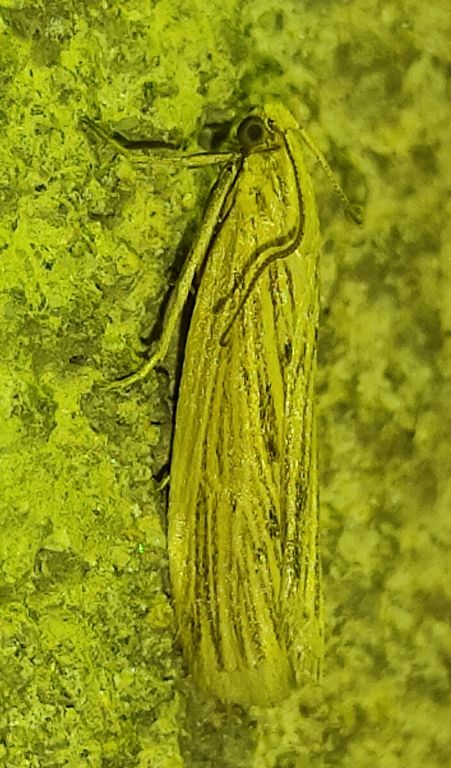 Lepidoptera Linnaeus, 1758