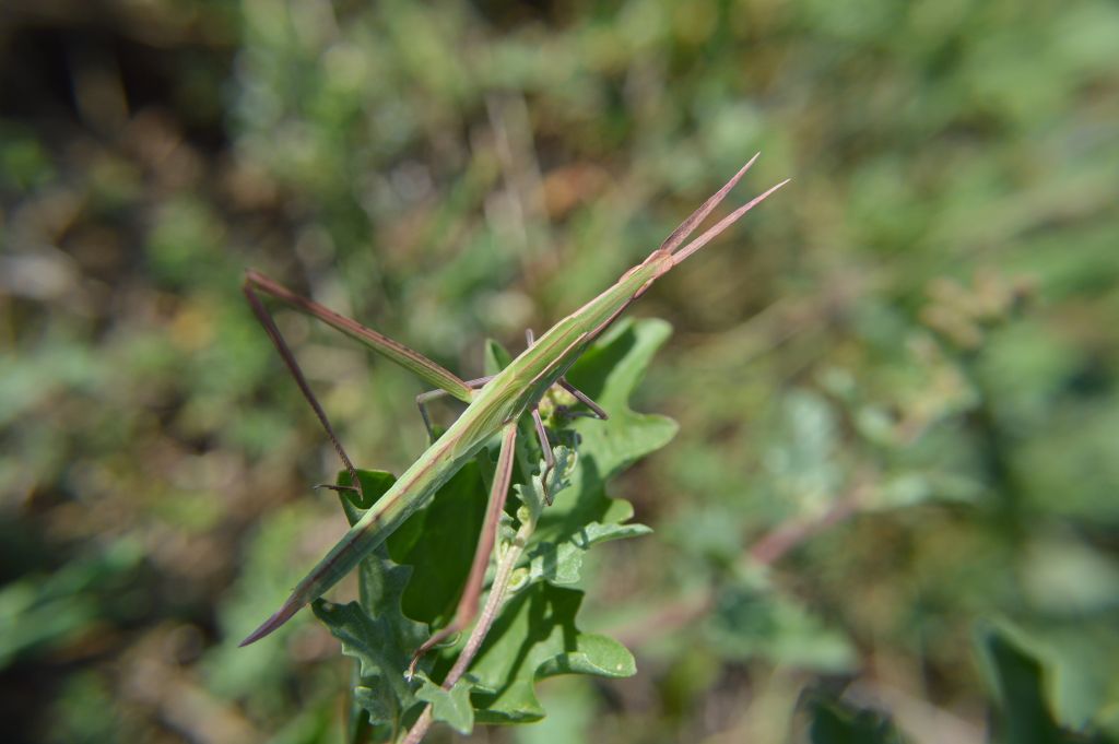 Acrida ungarica