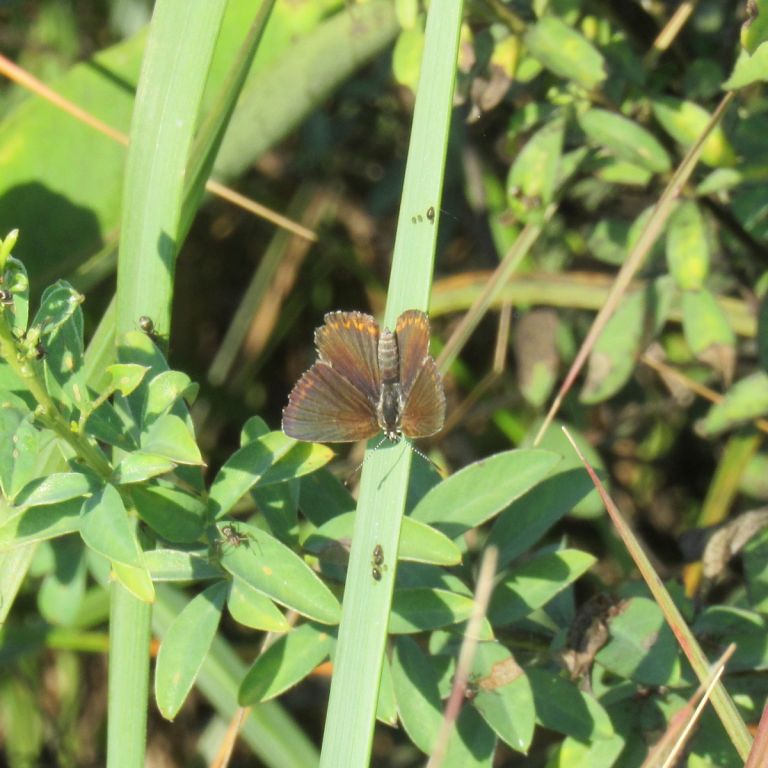Lepidoptera Linnaeus, 1758