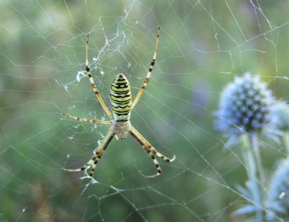 Flavipalpis argiope Pattern and