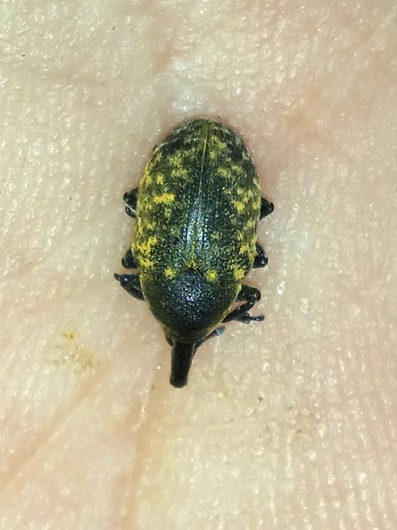 Larinus (Phyllonomeus) turbinatus Gyllenhal, 1835