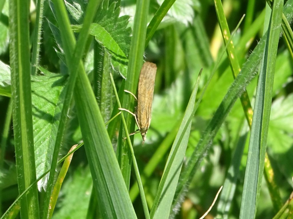 Lepidoptera Linnaeus, 1758