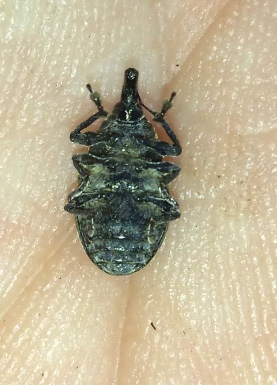Larinus (Phyllonomeus) turbinatus Gyllenhal, 1835